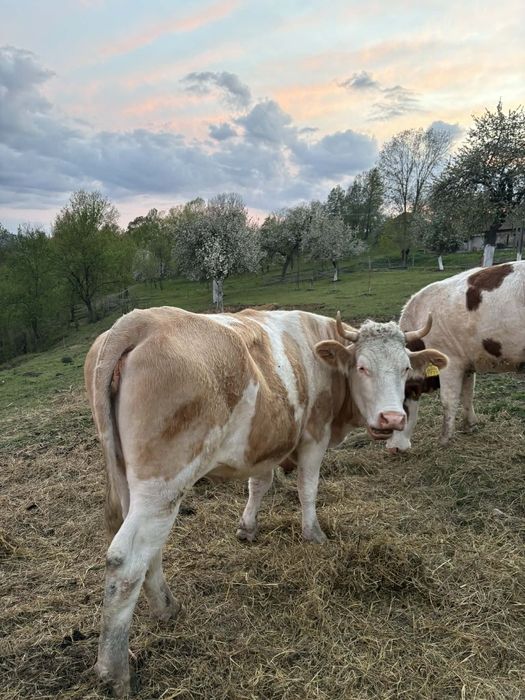 De vânzare 2 vaci si o junincă