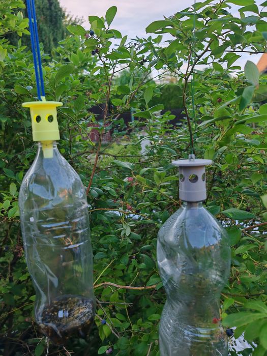 Capcana pentru viespi