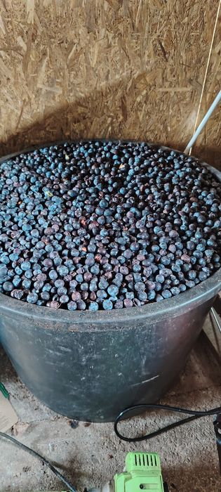 Prune  pentru  pălincă la 2 lei kg.