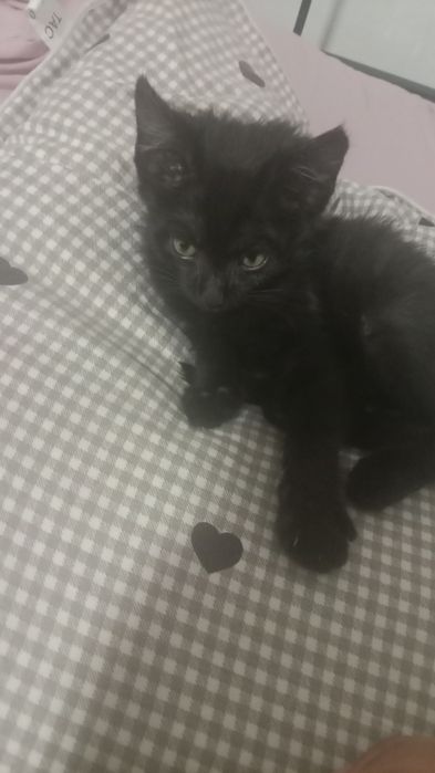 Котенок 5 месяцов