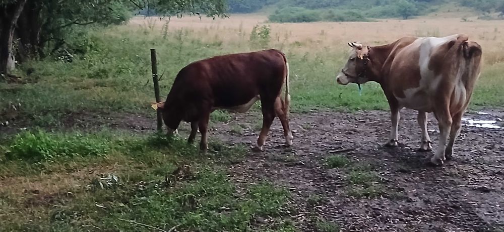 Vițea de vânzare de 7 luni din vacă bună de lapte