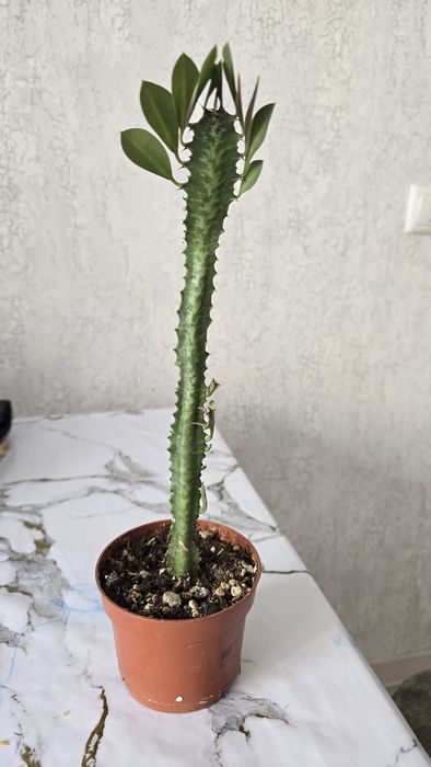 Продам рассада кактус  Эуфорбия