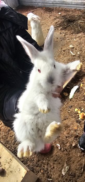 Кролики продам .