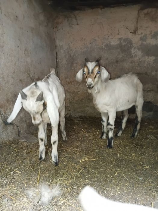 Продам козликов 2 мес