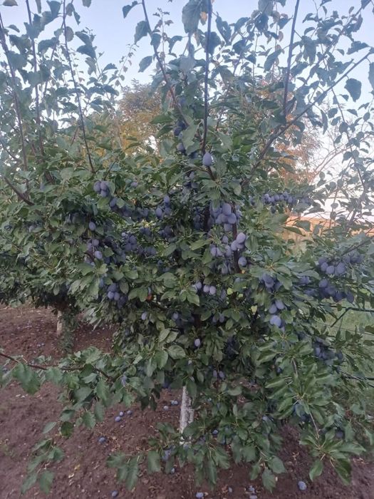 Prune pret 2,5 lei kg