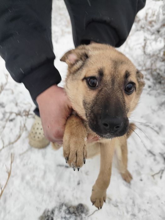 Щенок девочка 3 месяца ищет дом