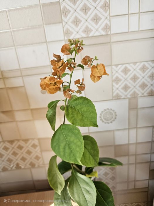 Бугенвилии,  отростки