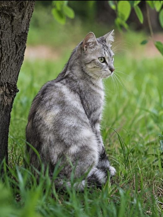 Кошечка  ищет дом и добрые руки