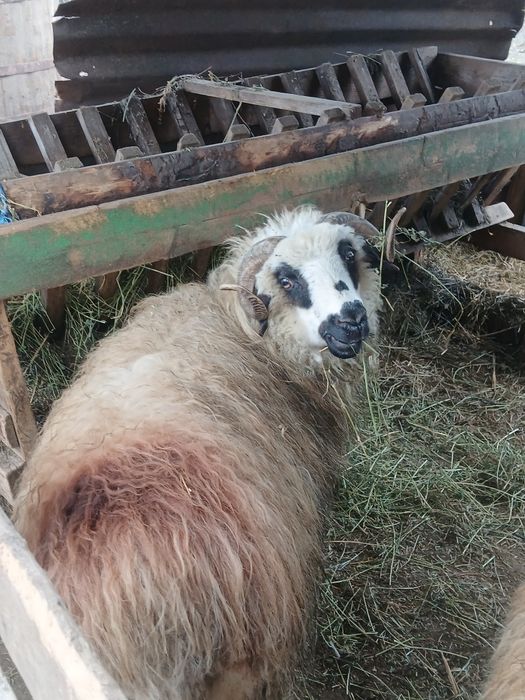 Vand 7 oi cu miei la picior