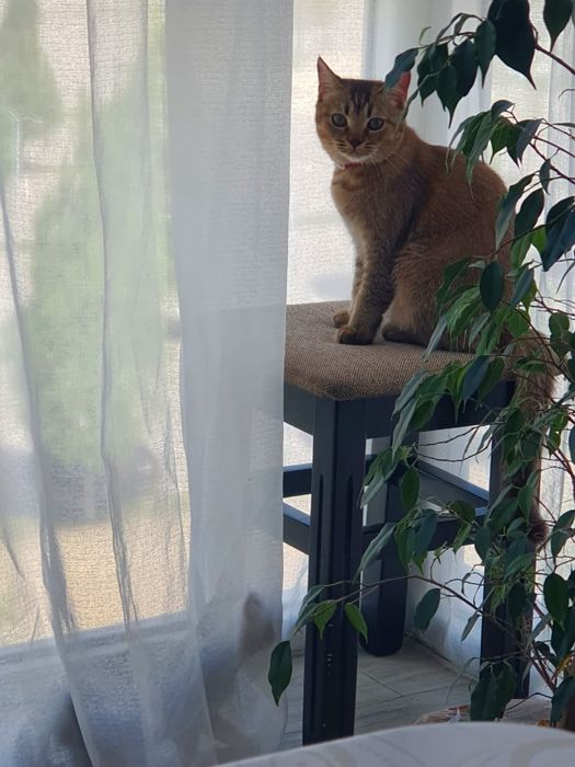 Котята скотиш фолд и стрейт