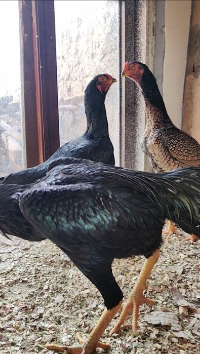 Шамо  тухумлари сотилади.