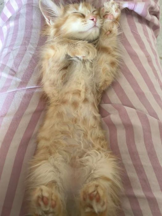 Кошка, девочка, домашняя