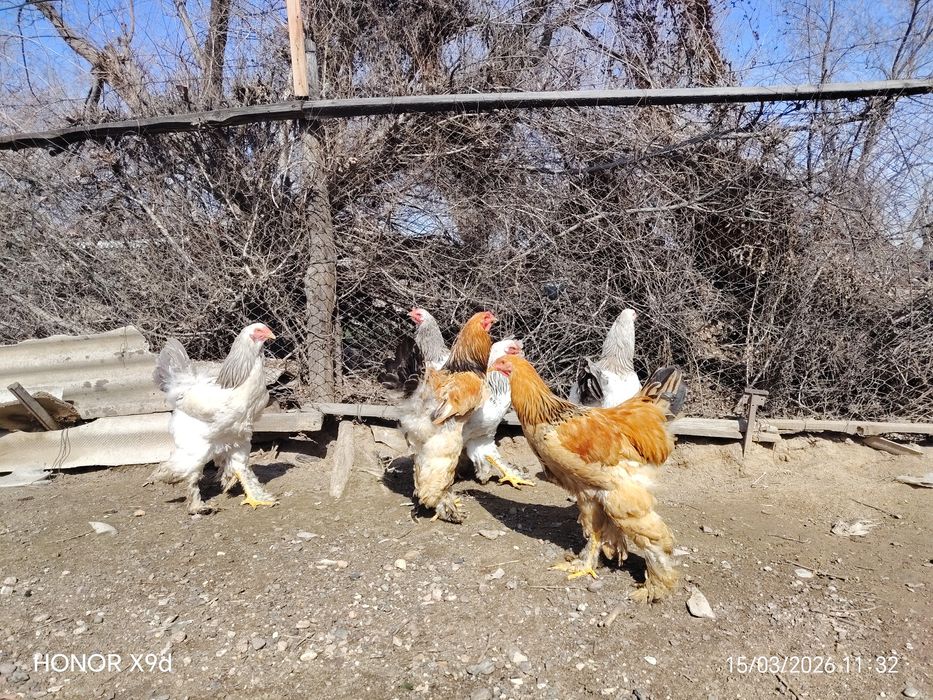 Продам Брамы Петухи.