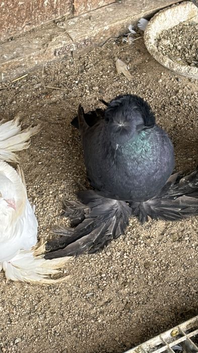 De vanzare Tobosar German