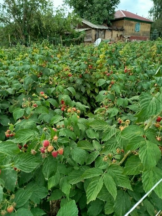 Продам саженцы ремонтантной малины