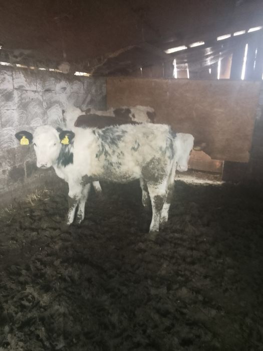 Vând vitei un bouț și 2 vitele