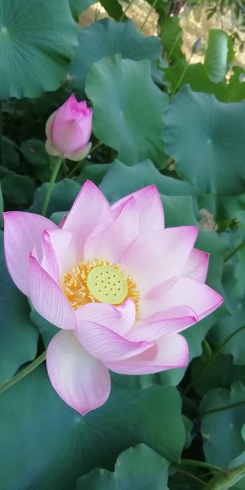 Вы хотите Лотосы   цветы