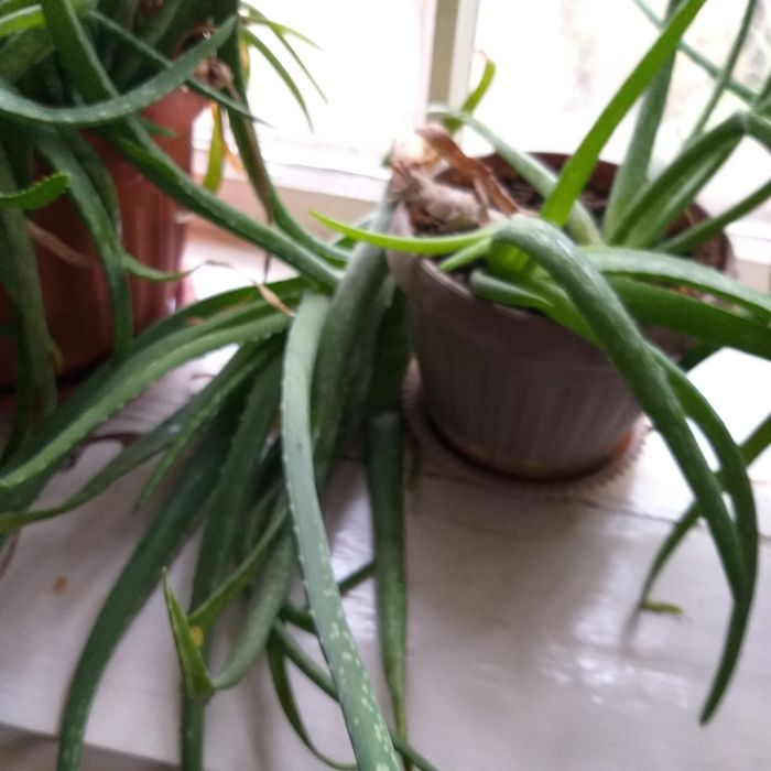 Продам алоэ большое