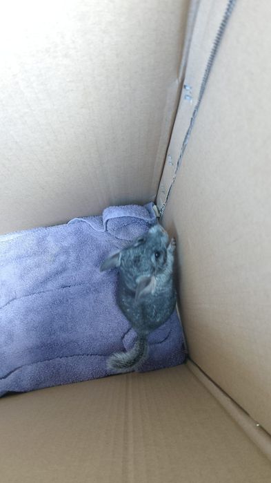 Pui chinchilla, chinchila, sinsila bej și gri