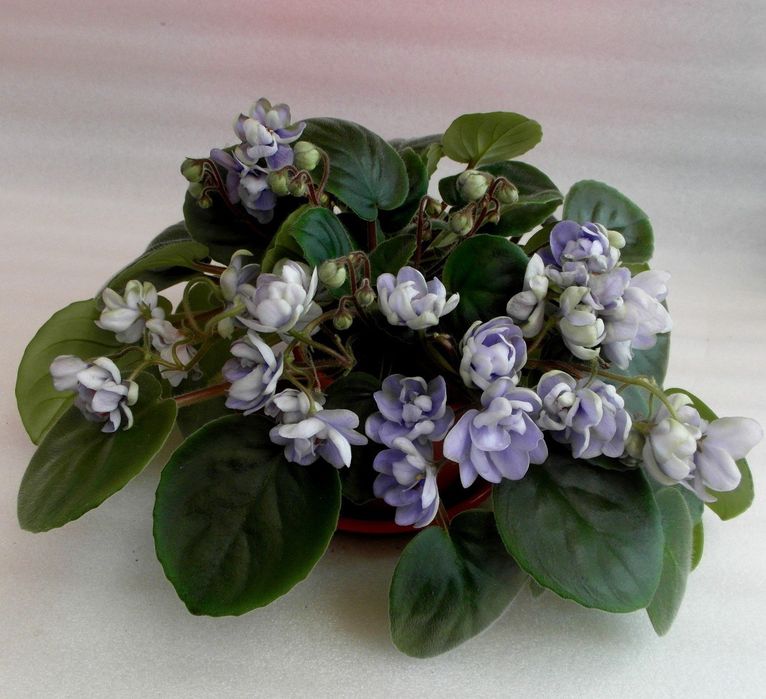 Продам фиалки (трейлеры)