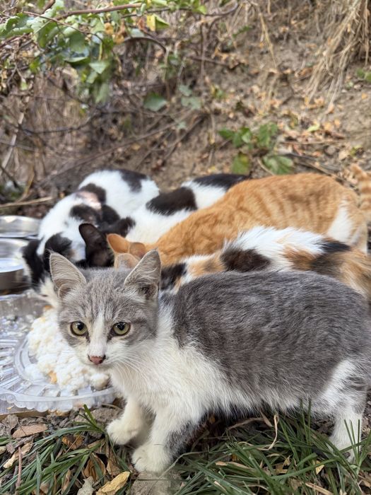 Котята ищут дом!!