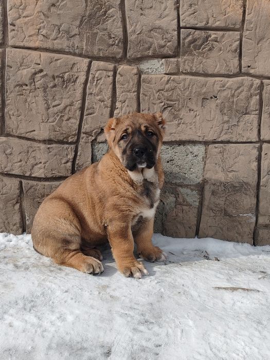 Щенок алабая крупный