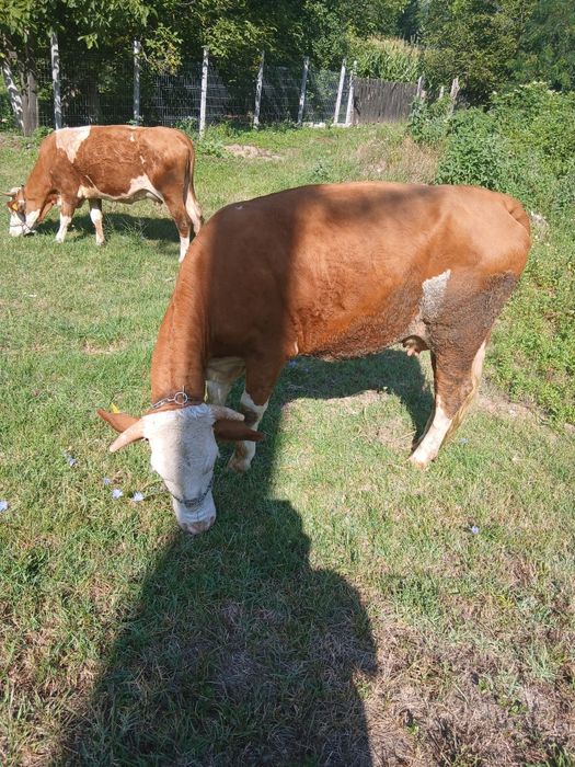 Vand vaca tanara