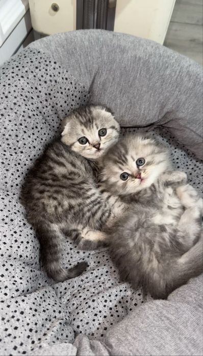 Шотландские котята