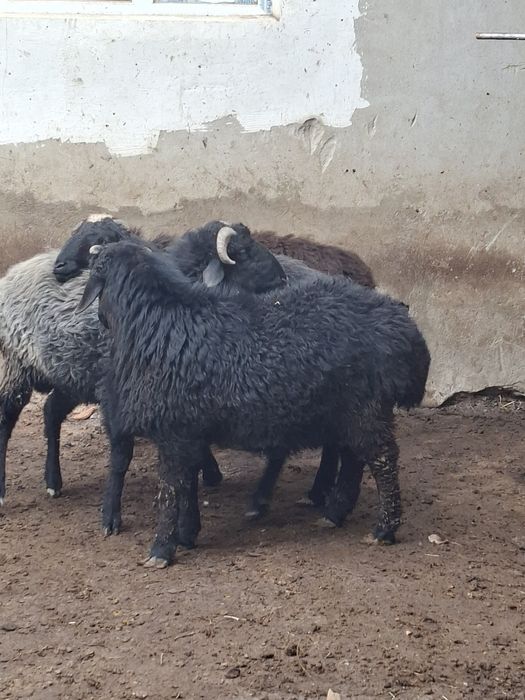 4та кучкор барала сотилади