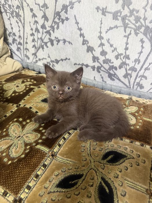 Котенок шотландский