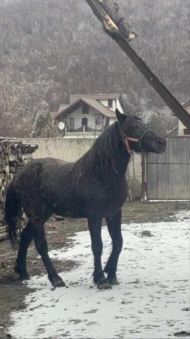 Schimb mânză cu vacă