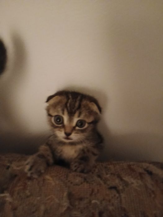 Пристраиваются котята