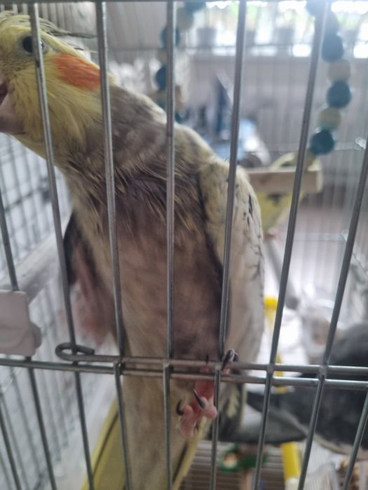 Продам трех попугаев ,парочка короли волнистик