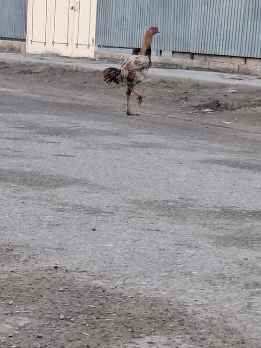 Дакан шөжелер сатылады