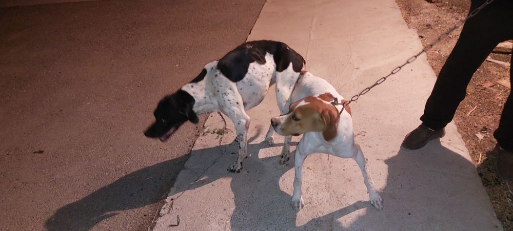 Английский пойнтер