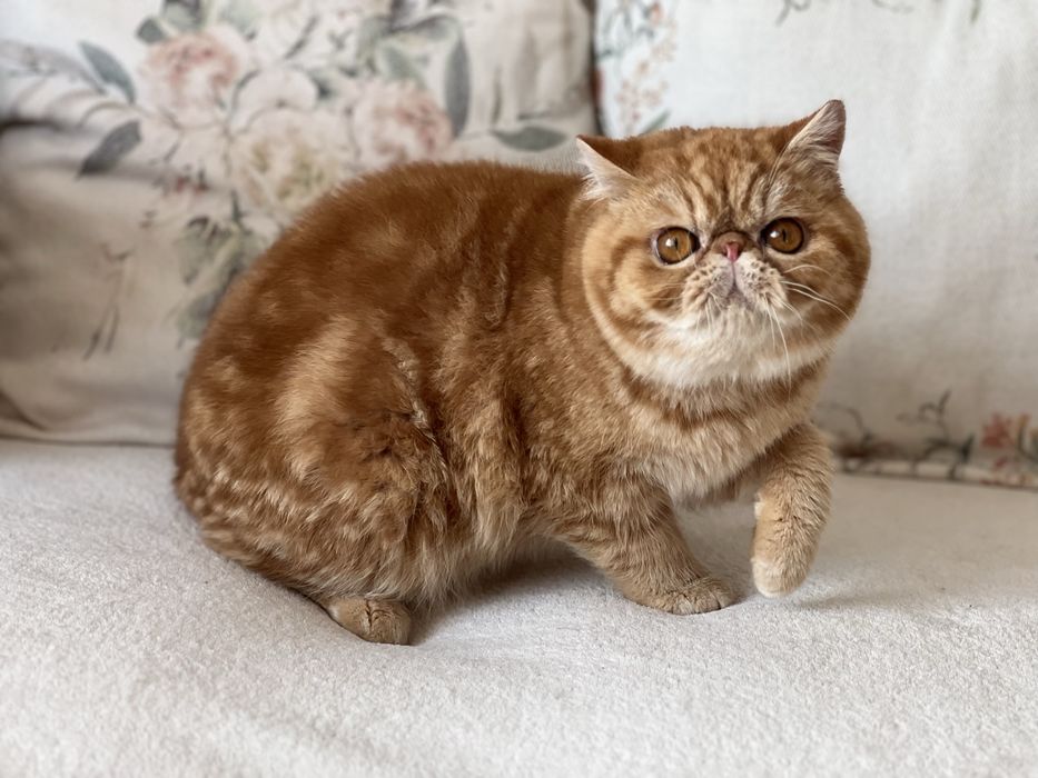 Екзотично късокосместо мъжко елитно коте