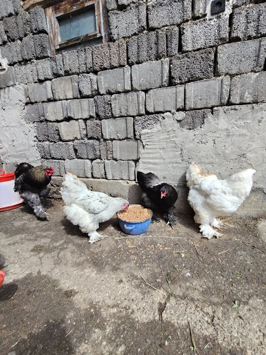 De vânzare 4 găini și 1 cocos brahma