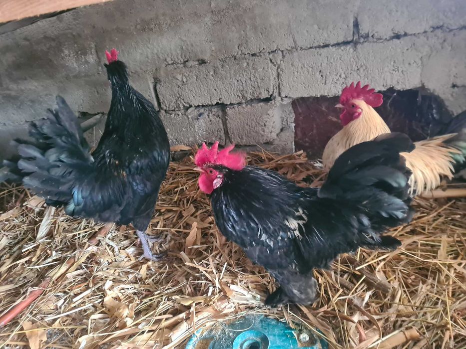 vand cocosei rasa mica