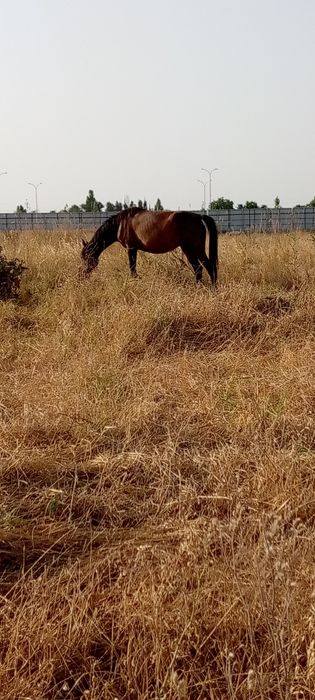 2та она бола Бия сотилади