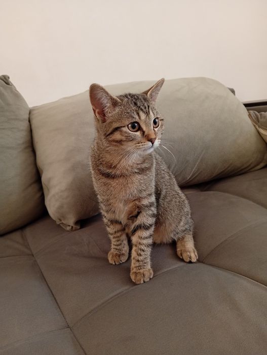 Коте Алис на 4 месеца си търси дом