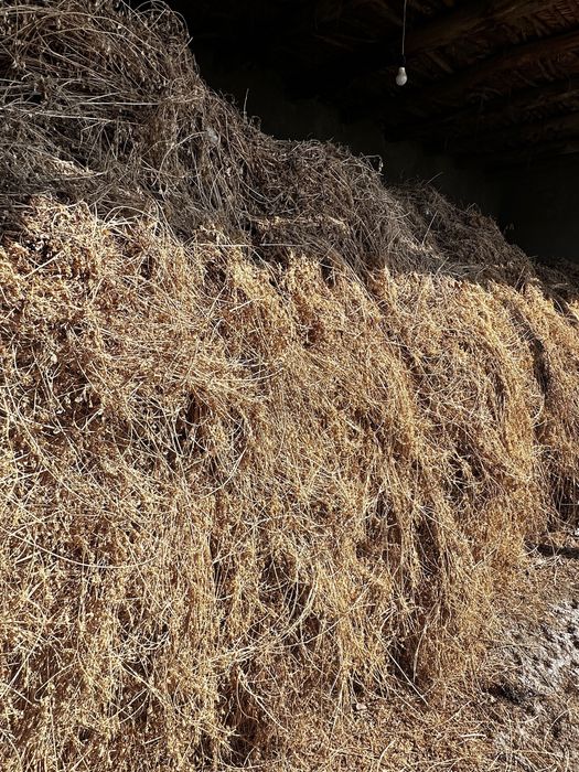 Beda sotiladi, 2 telishka chiqadi