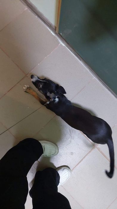 Гледане на животни (10г опит)