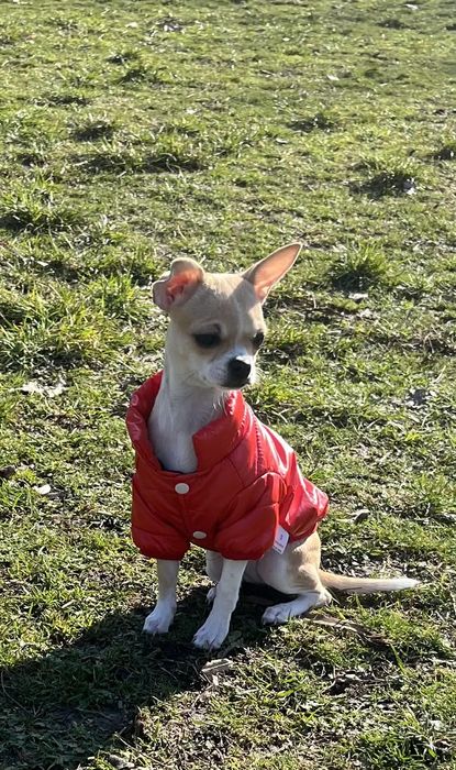 Продавам ЧихуаХуа