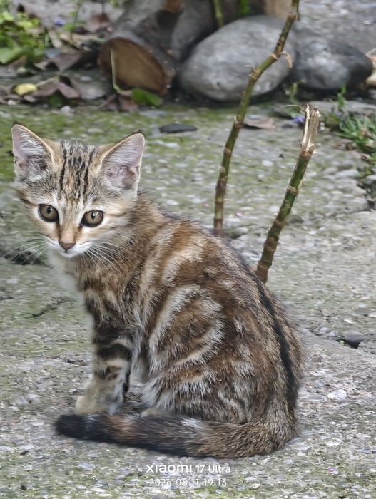 Много котят в хорошие руки.