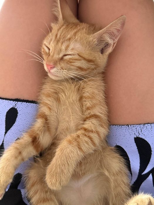 Котенок 2 месяца