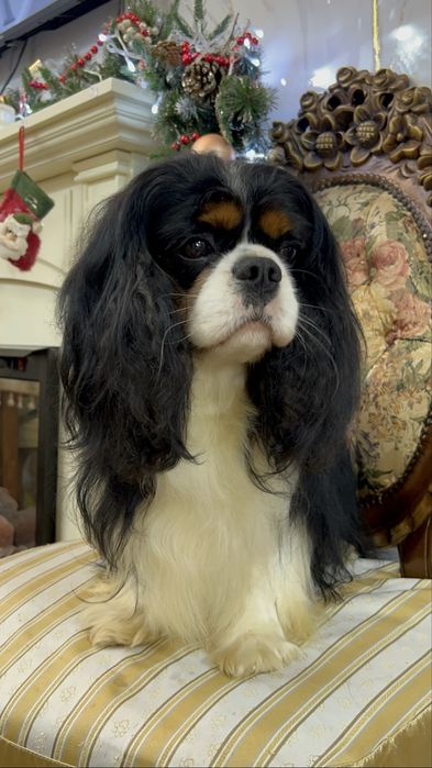 Кавалер кинг чарльз спаниель