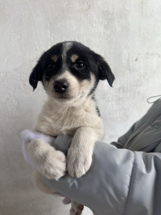 Щенок мальчик в добрые руки