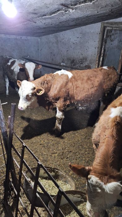 Vand 3 taurasi baltata romaneasca