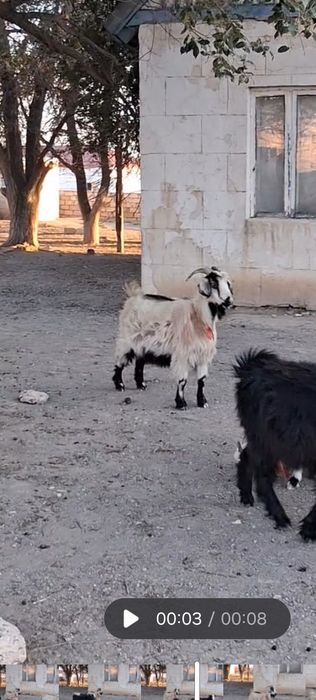 Ешкілер сатылады