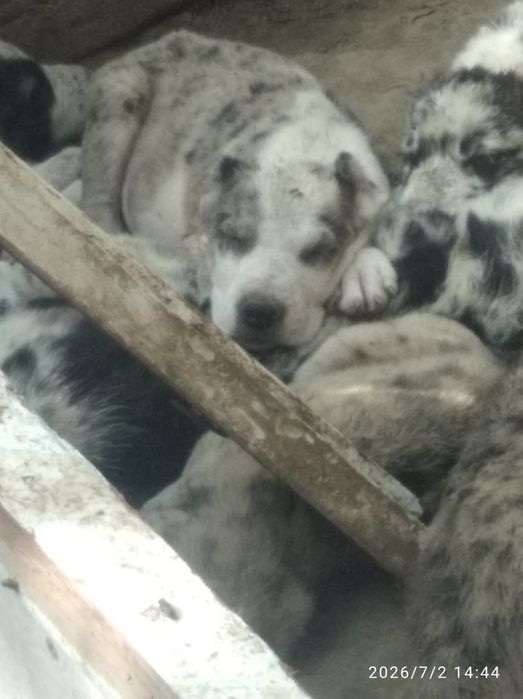Щенки Алабаи 2 месяца